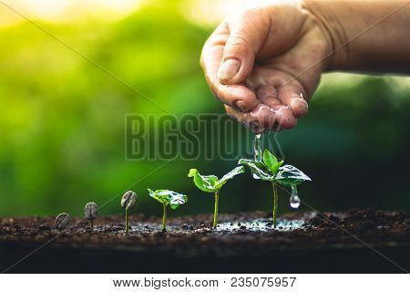 Coffee Seed Tree Sapling In Nature Light