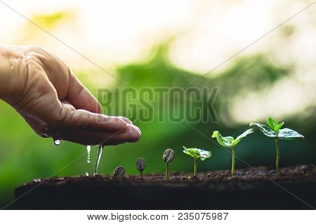 Coffee Seed Tree Sapling In Nature Light
