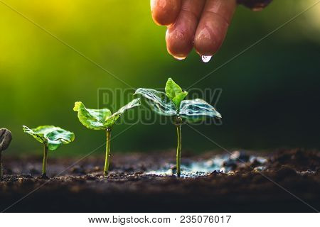 Coffee Seed Tree Sapling In Nature Light