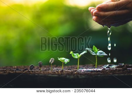 Coffee Seed Tree Sapling In Nature Light