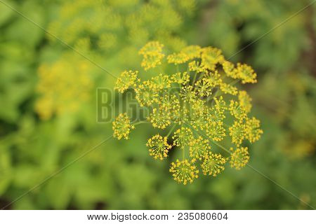 Blooming Yellow Dill , Anethum Graveolens, In The Summer Garden