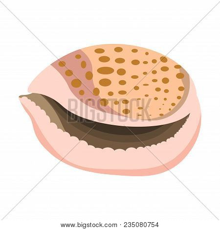 Shell Or Seashell And Sea Or Ocean Mollusk. Bivalve And Gastropod Shell Different Shape Or Type With