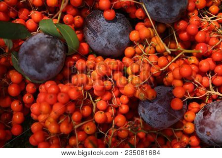 Still Life Of Blue Plums And Orange Rowan Berries