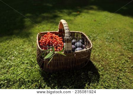 Still Life Of Blue Plums And Orange Rowan Berries
