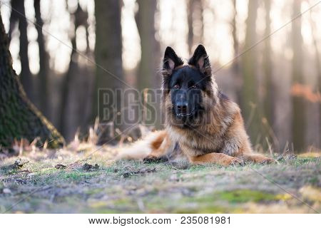 Portrait Of German Shepherd Dog In Spring Morning Sunrie
