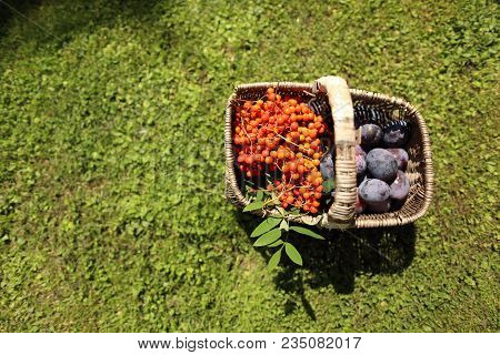 Still Life Of Blue Plums And Orange Rowan Berries