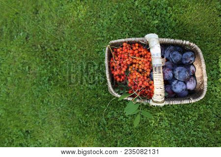 Still Life Of Blue Plums And Orange Rowan Berries