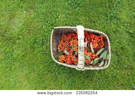 Still Life Of Blue Plums And Orange Rowan Berries