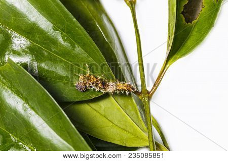 Caterpillar Of Black-veined Sergeant Butterfly ( Athyma Ranga ) Resting On Its Host Plant Leaf