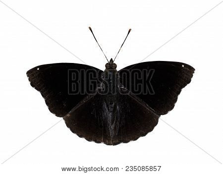 Isolated Of Male Siamese Black Prince Butterfly ( Rohana Parisatis ) On White With Clipping Path