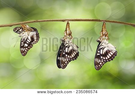 Transformation Of Emerged Black-veined Sergeant Butterfly ( Athyma Ranga ) From Chrysalis Hanging On