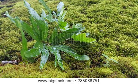 Green Leaf Backgrounds That Grow On The Wall, Photos Look Blurry, And Focus On The Main Leaves