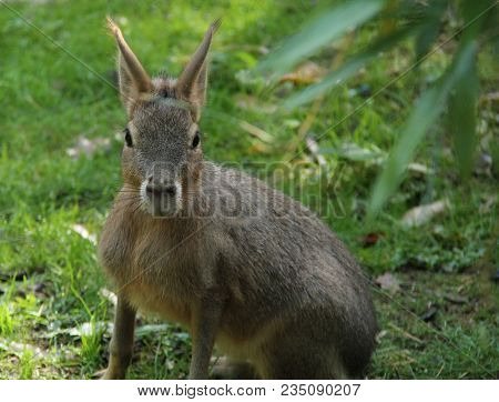 A Lovely South American Mara Patagonian Hare Animal.