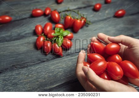 Top View Of Scatted Cherry Tomatoes On A Black Wooden Table With Leaves Of Green Basil. Woman Hands 