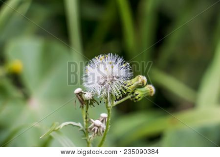 Dandelions, Dandelion Meadow, White Flowers In Green Grass