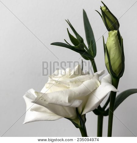 Delicate Bouquet Of Chinese Roses On A White Background.