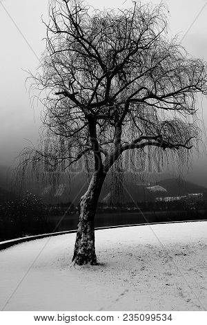 Big Lonely Tree With Snow By The Lake In Winter With Black And White Effect