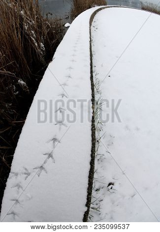 Footsteps Of Ducks On Fresh Snow By The Lake In Winter