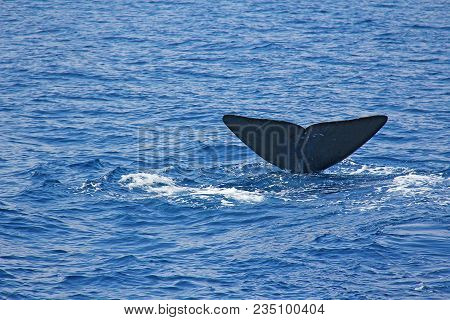 Photo Made In Italy. Tail Of A Whale