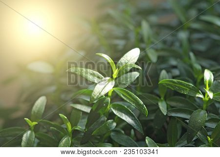 Green Floral Background. Young Green Leaves, Sprouts Or Shoots On The Myrtle Tree. Tree Myrtle. Spri
