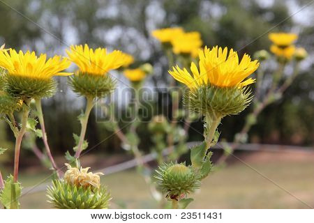 Wilde Blumen
