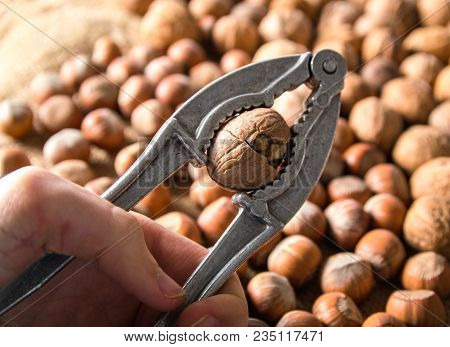 Cracking The Walnut Using Nut Cracker In Man Hand