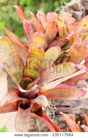 Bromeliad Flower In The Garden With Nature