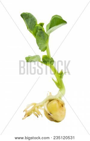 Organic Pea Seed Germination. A Green Pea Sprout Ready For Seedling. Spring Background. Isolated On 