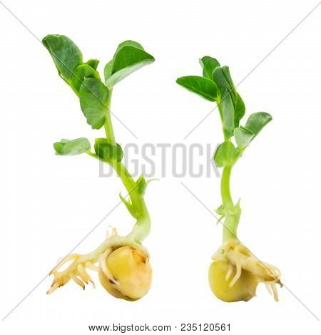Two Organic Pea Seed Germination. Green Pea Sprouts Ready For Seedling. Spring Background. Isolated 