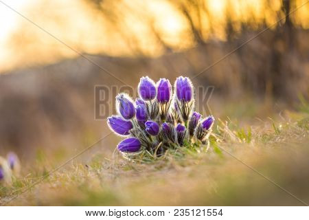 Pasque Flower Pulsatilla Growing On The Meadow. Beautiful Blossom Of Spring Flower. Nice Sunset Back