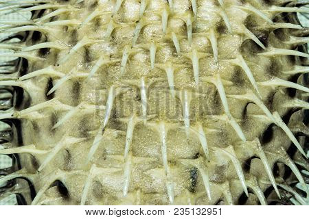 Close Up Stuffed Up Puffer Fish Spikes Background