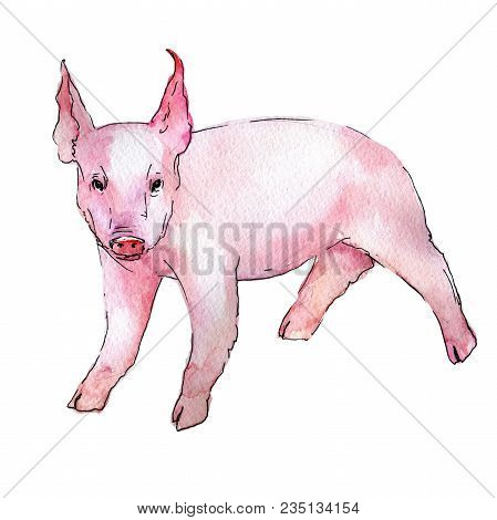 Pig Wild Animal In A Watercolor Style Isolated. Full Name Of The Animal: Pig. Aquarelle Wild Animal 