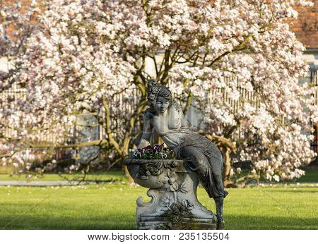 Brody, Poland - April 17, 2017: A Stone Sculpture Of A Woman On The Background Of A Blooming Magnoli