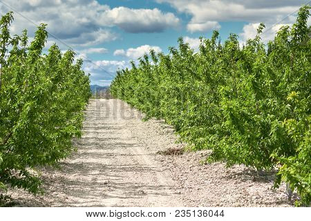Grove Of Olive Trees In Cieza In The Murcia Region. Spain