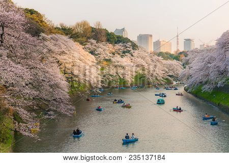 People Boating And Enjoy At   Sakura Cherry Blossom Chidorigafuchi