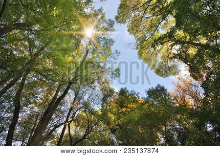 Into The Beautiful Foliar Forest. Nature Composition.