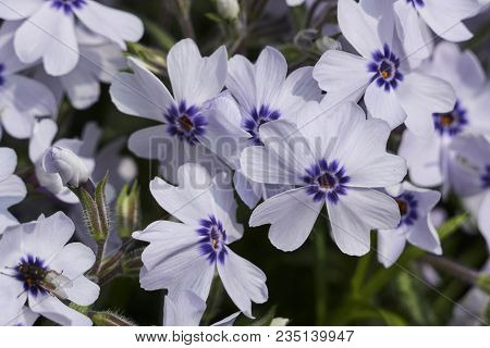 Anchusa Flower In The Garden