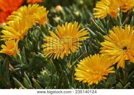 Lampranthus Aureus Flower In Bloom