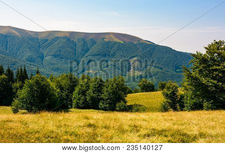Beech Forest On Grassy Meadows In Mountains. Beautiful Landscape At The Foot Of Carpathian Mountain 