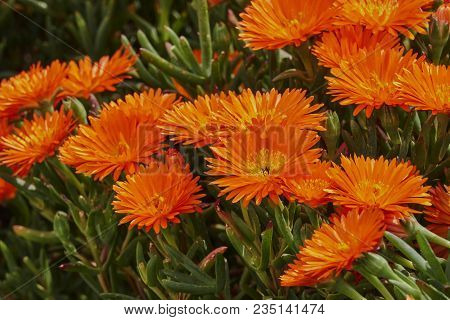Lampranthus Aureus Flower In Bloom