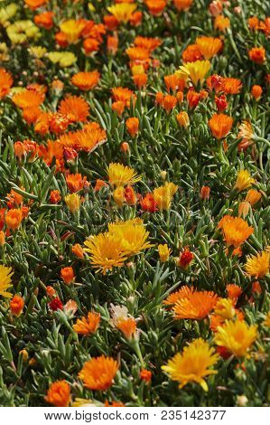 Lampranthus Aureus Flower In Bloom