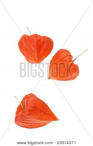 Physalis alkekengi