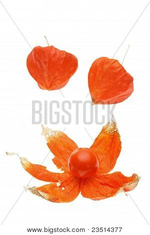 Physalis alkekengi
