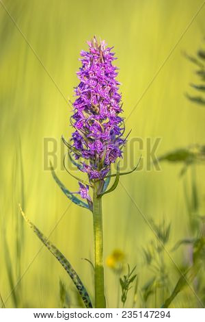 Western Marsh-orchid (dactylorhiza Majalis Subsp. Majalis) Flower Close Up With Bright Green Backgro