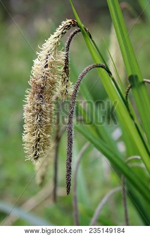 Sedge Plant In Flower