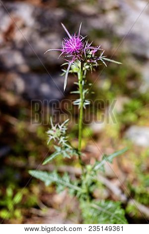 Close Up Of Purple Thistle In Full Bloom.