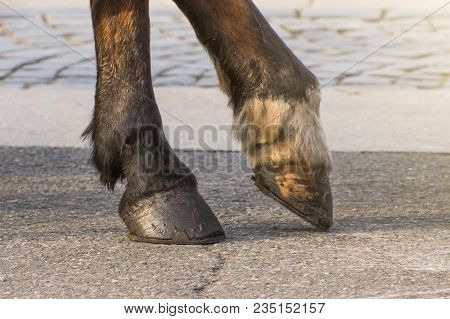 Two Legs Of A Horse's Hoof, One Leg Raised Above The Surface.