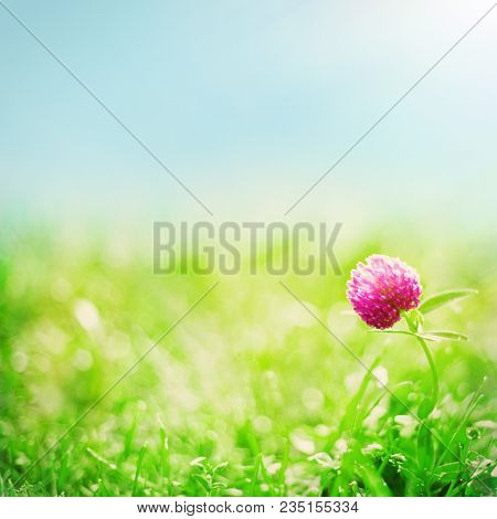 Bright Summer Background With Clover Flowers On Floral Meadow Outdoors In Sunny Day. Beautiful Natur