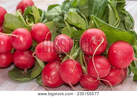 Links Of Fresh Red Organic Radishes, Raphanus Raphanistrum Subsp. Sativus