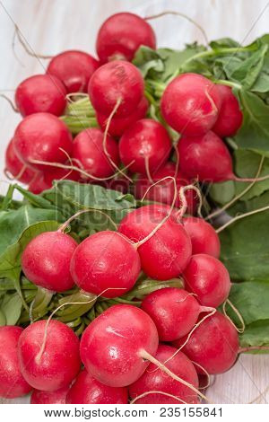 Links Of Fresh Red Organic Radishes, Raphanus Raphanistrum Subsp. Sativus